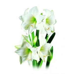 Amaryllis Intokazie (branca) - cartela com 1 bulbo